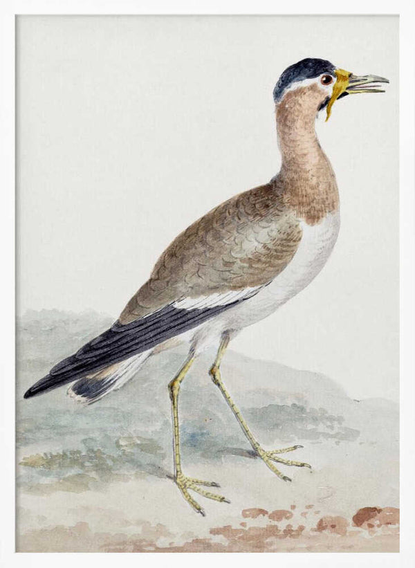Tablou înramat „A Yellow Wattled Lapwing” de Aert Schouman