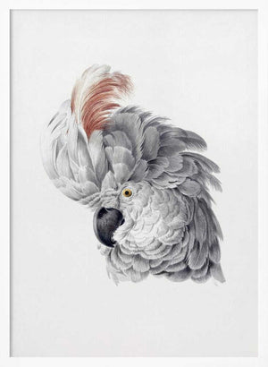 Tablou înramat „Cockatoo Head” de Aert Schouman