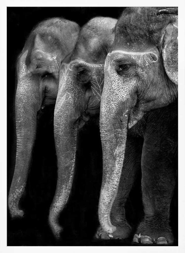 Tablou înramat „Nature\'s great masterpiece, an elephant; the only harmless great thing ...” de Yvette Depaepe