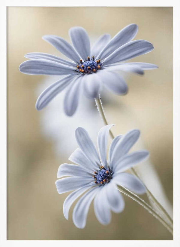 Tablou înramat „Cape daisies” de Mandy Disher