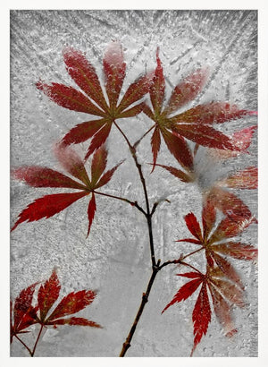 Tablou înramat „red maple” de Secundino Losada