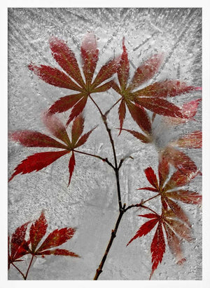 Tablou înramat „red maple” de Secundino Losada