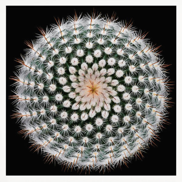 Tablou înramat „Notocactus scopa” de Victor Mozqueda