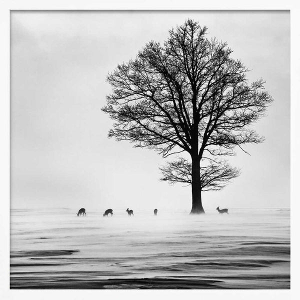 Tablou înramat „Roes” de Silvija Danelsone