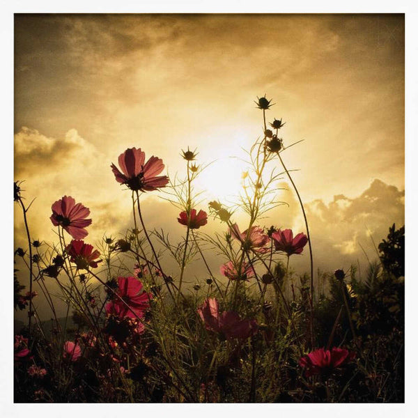 Tablou înramat „Watching the Sun” de Christian MARCEL